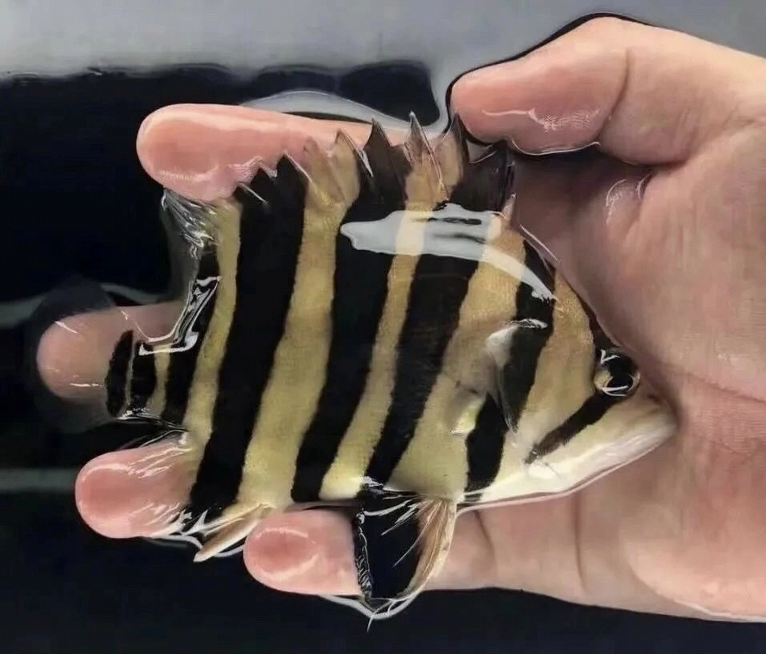 出两条大型精品四纹印尼虎鱼苏门答腊虎7515 10-12cm 状态非常好