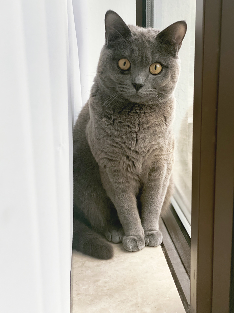 蓝猫的毛变黄04什么原因 明明是只蓝猫 为什么毛越来越变黄了 是