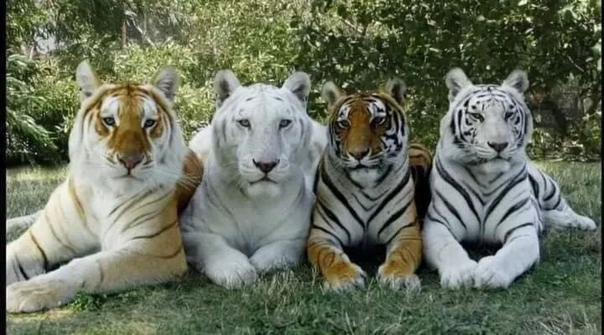 一只东北虎,一只白虎,一只狮虎兽,一只虎狮兽