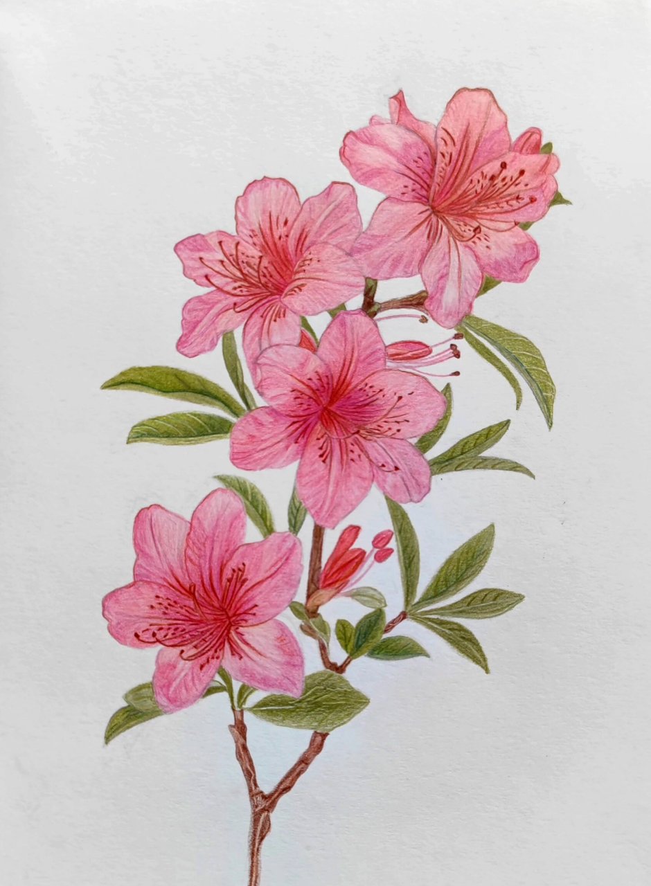 彩铅画·杜鹃花 含步骤图 素材来源@笑怡de绘画素材 #彩铅手绘