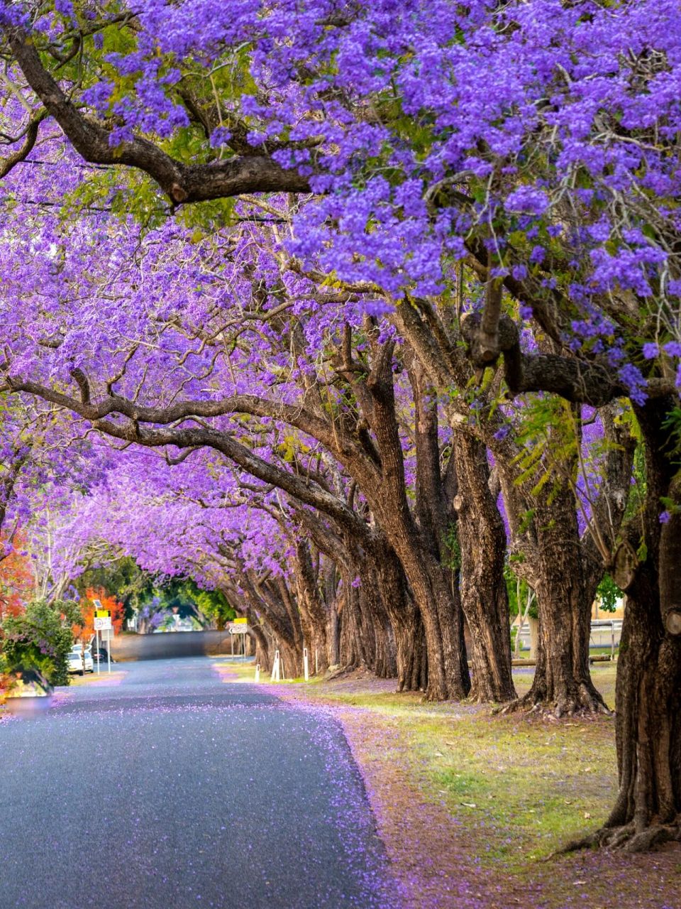 蓝桉已遇释槐鸟,不爱万物惟爱你.