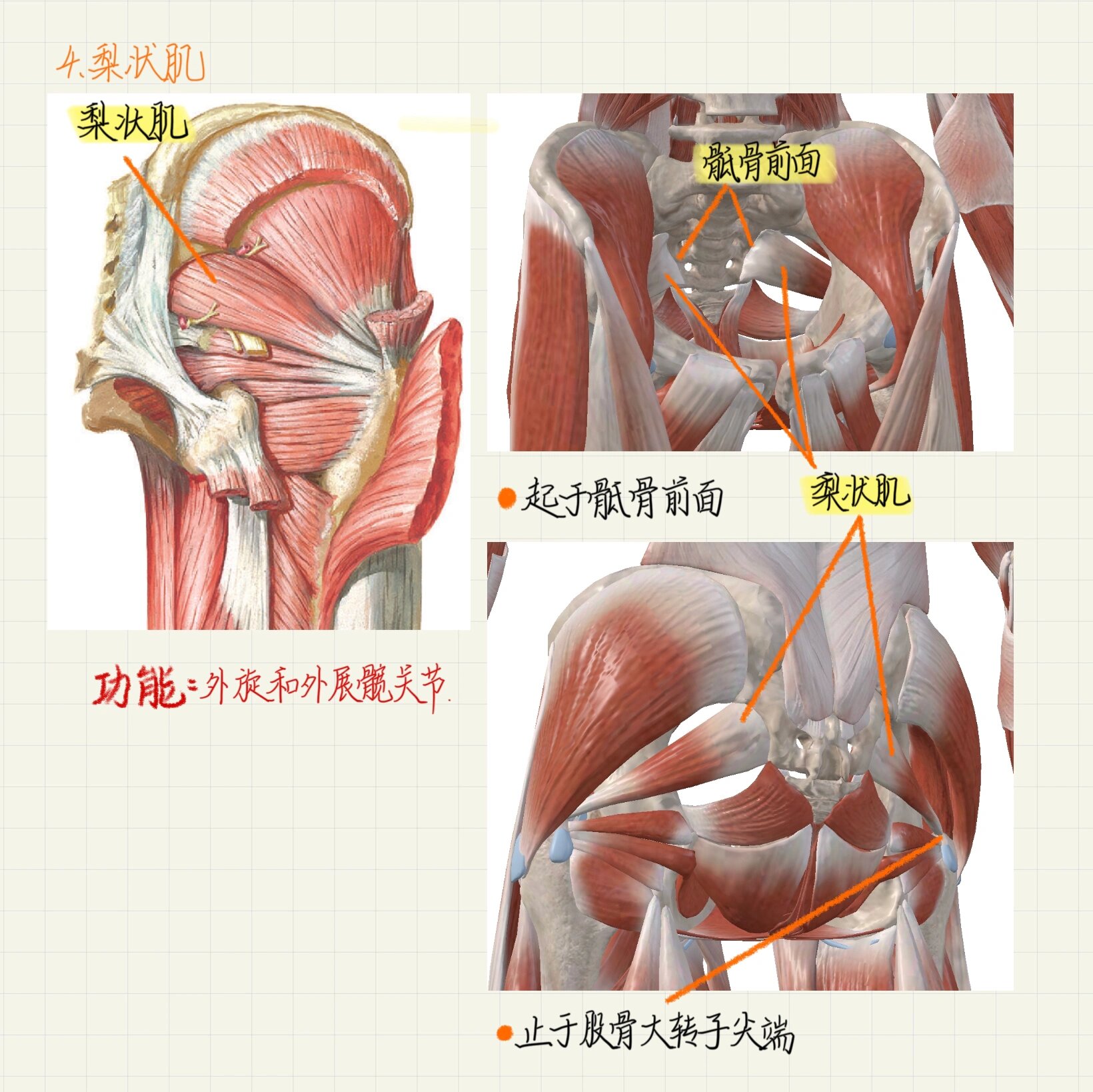 系统解剖学