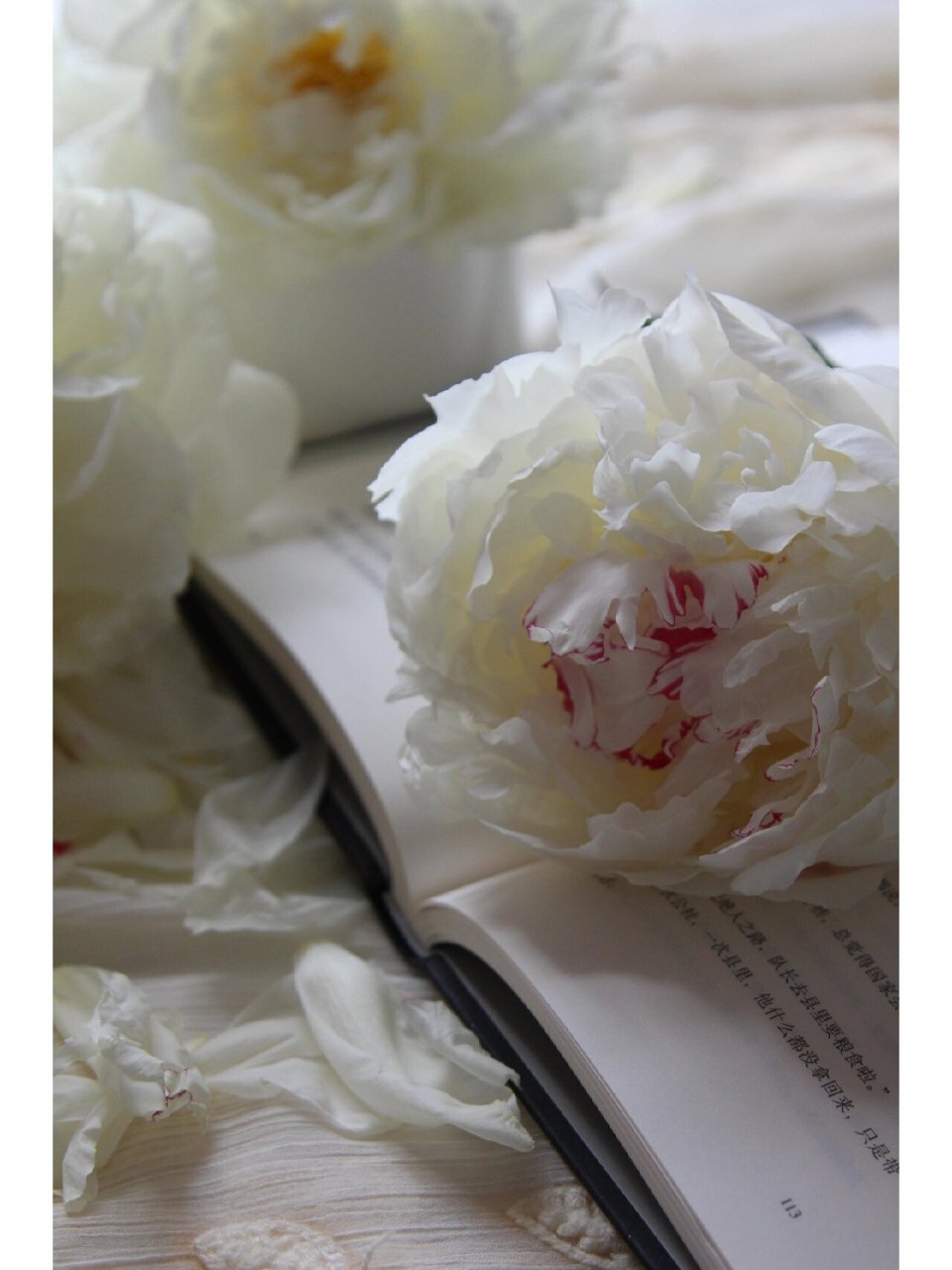 杨妃出浴芍药|永远是我心里的白月光 第一次入白色系芍药, 喜欢它的