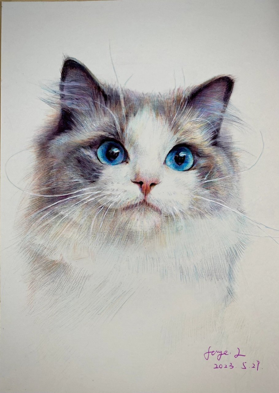 素描动物-猫咪 及一些作画步骤 尝试用彩色圆珠笔画一只猫咪