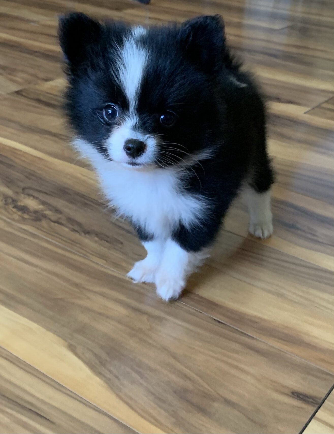 可爱哒黑白博美蝴蝶串串