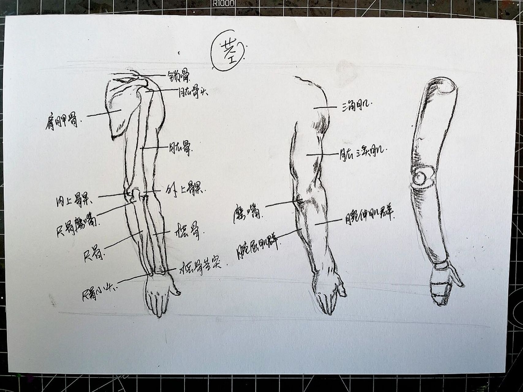 胳膊正面背面解剖图