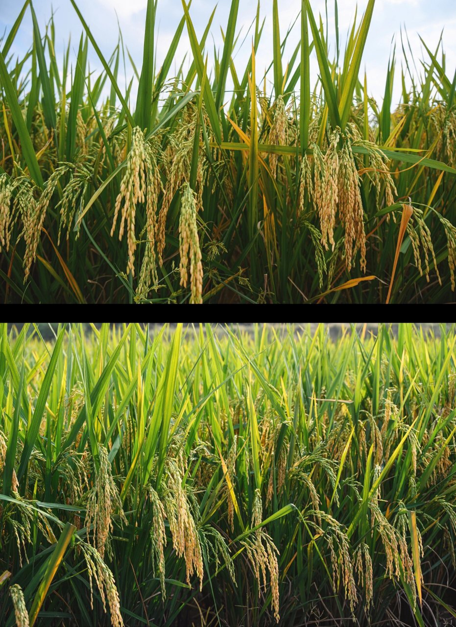 成都拍照|官塘新村,超治愈的稻田村落 正值秋收季节,想着去拍摄一些