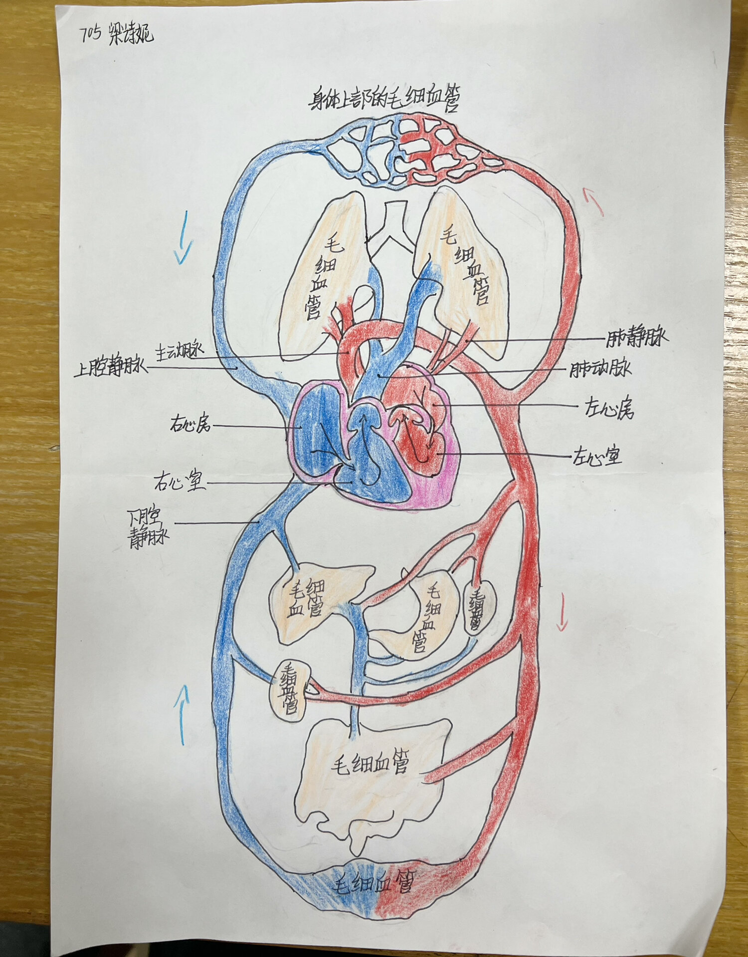 血液循环示意图