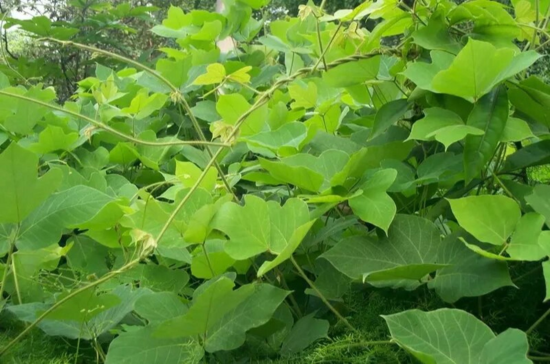 身边的中草药——葛根 葛根,别名葛条,甘葛,葛藤,来源于豆科植物野葛