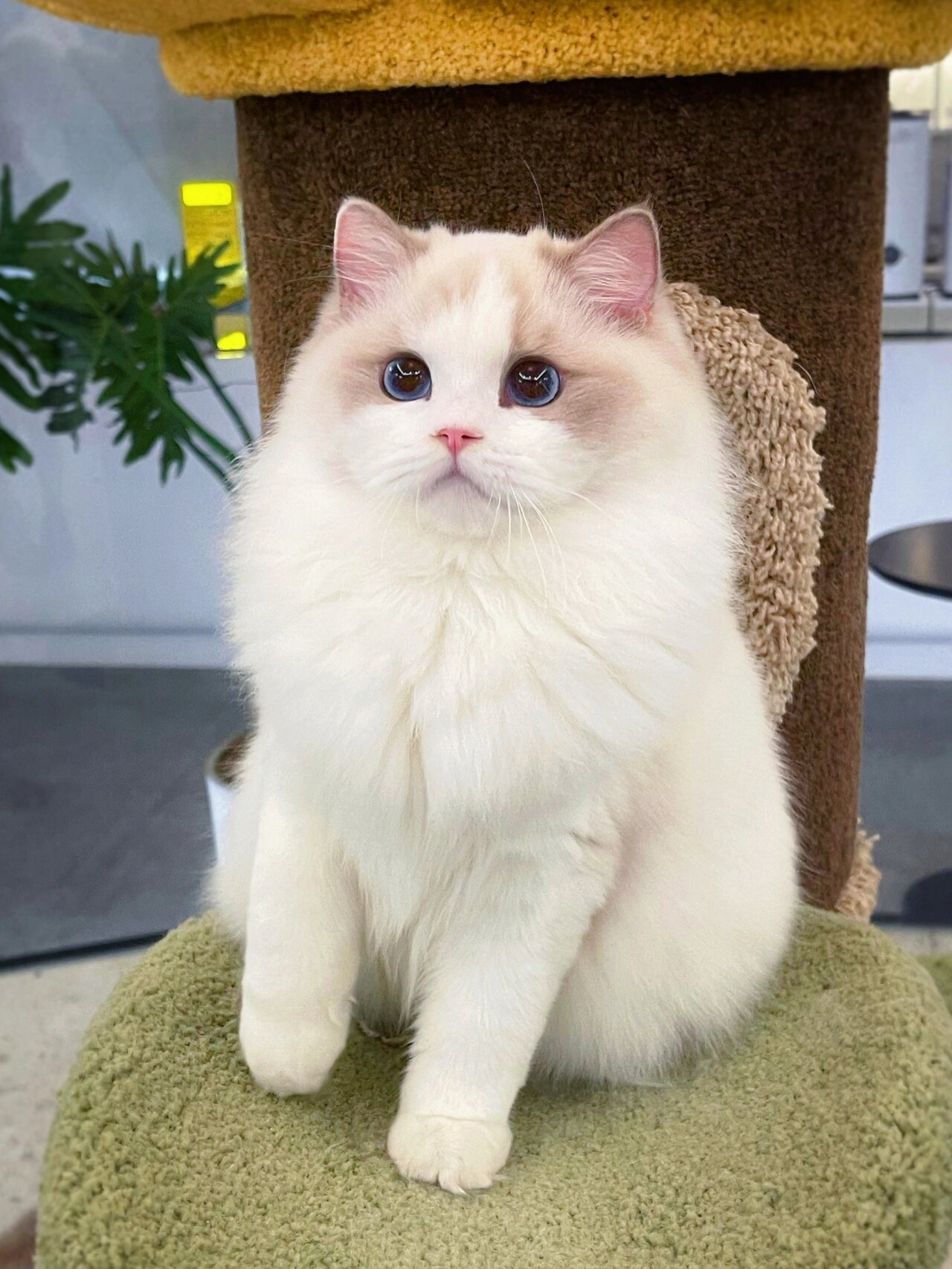 宠物级蓝双布偶猫 颜值即正义