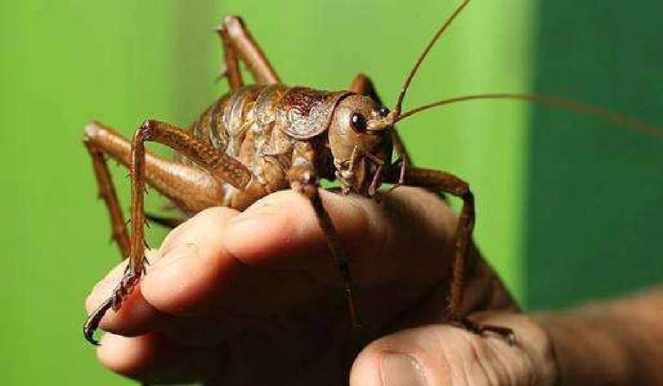 世界上最大的昆虫—老鼠见了都要绕路 巨沙螽(giant weta),是一种巨大