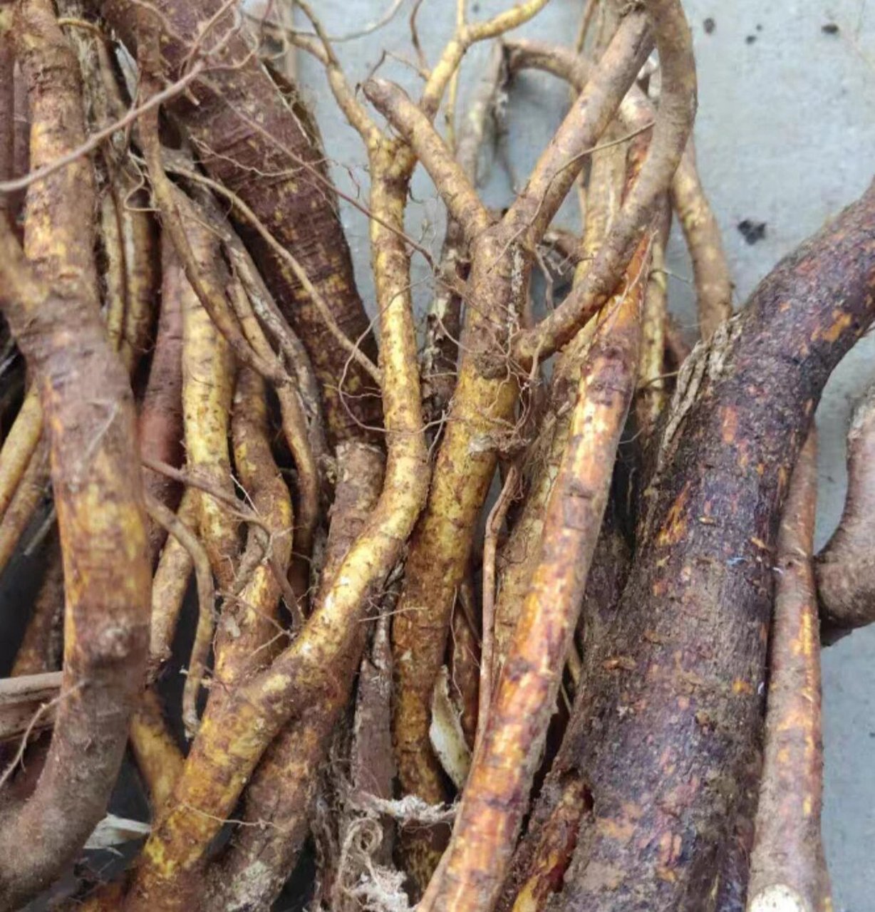 新鲜广东特产野生五指牛奶根煲汤五指毛桃