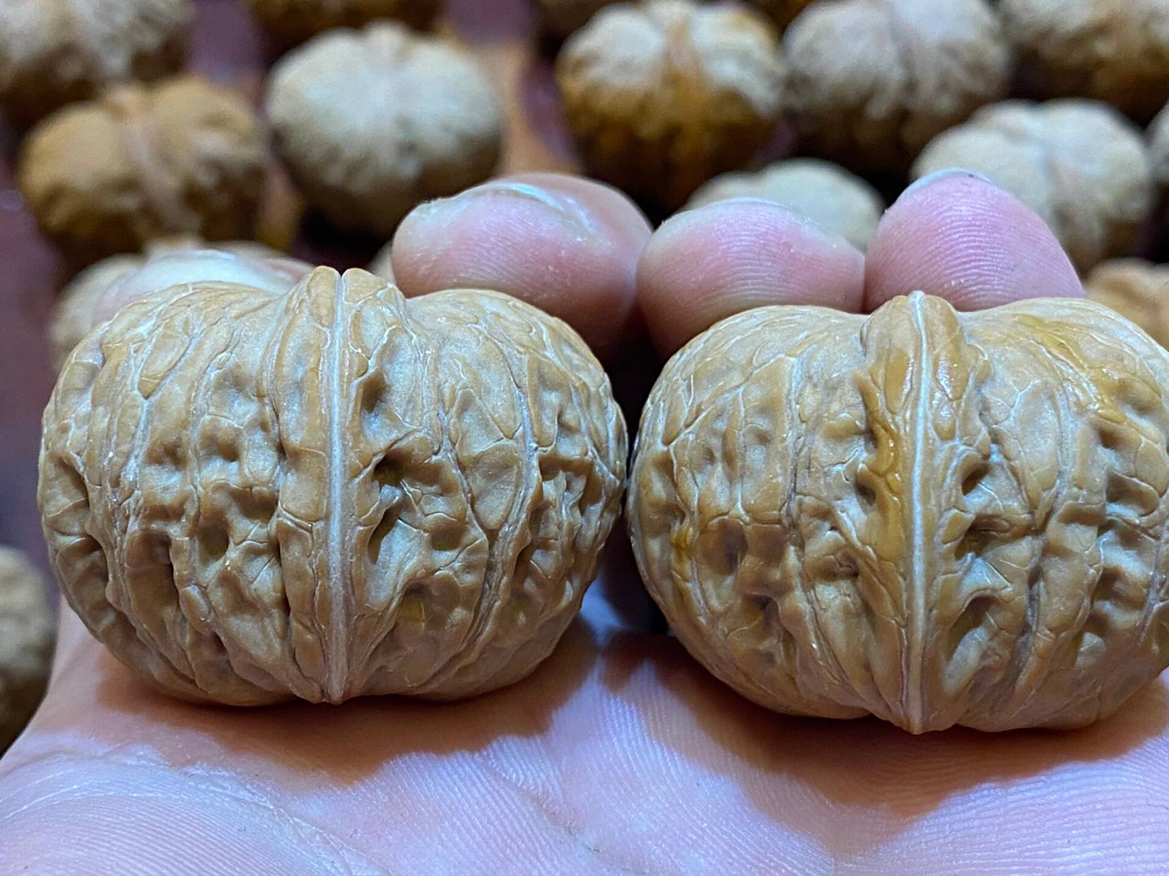 平谷元宝核桃呈椭圆形或卵形,侧看形状和古代的元宝相似,底部较窄