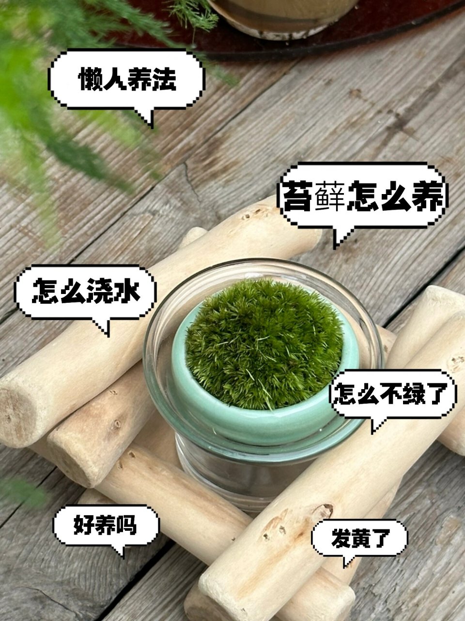 苔藓怎么养图片