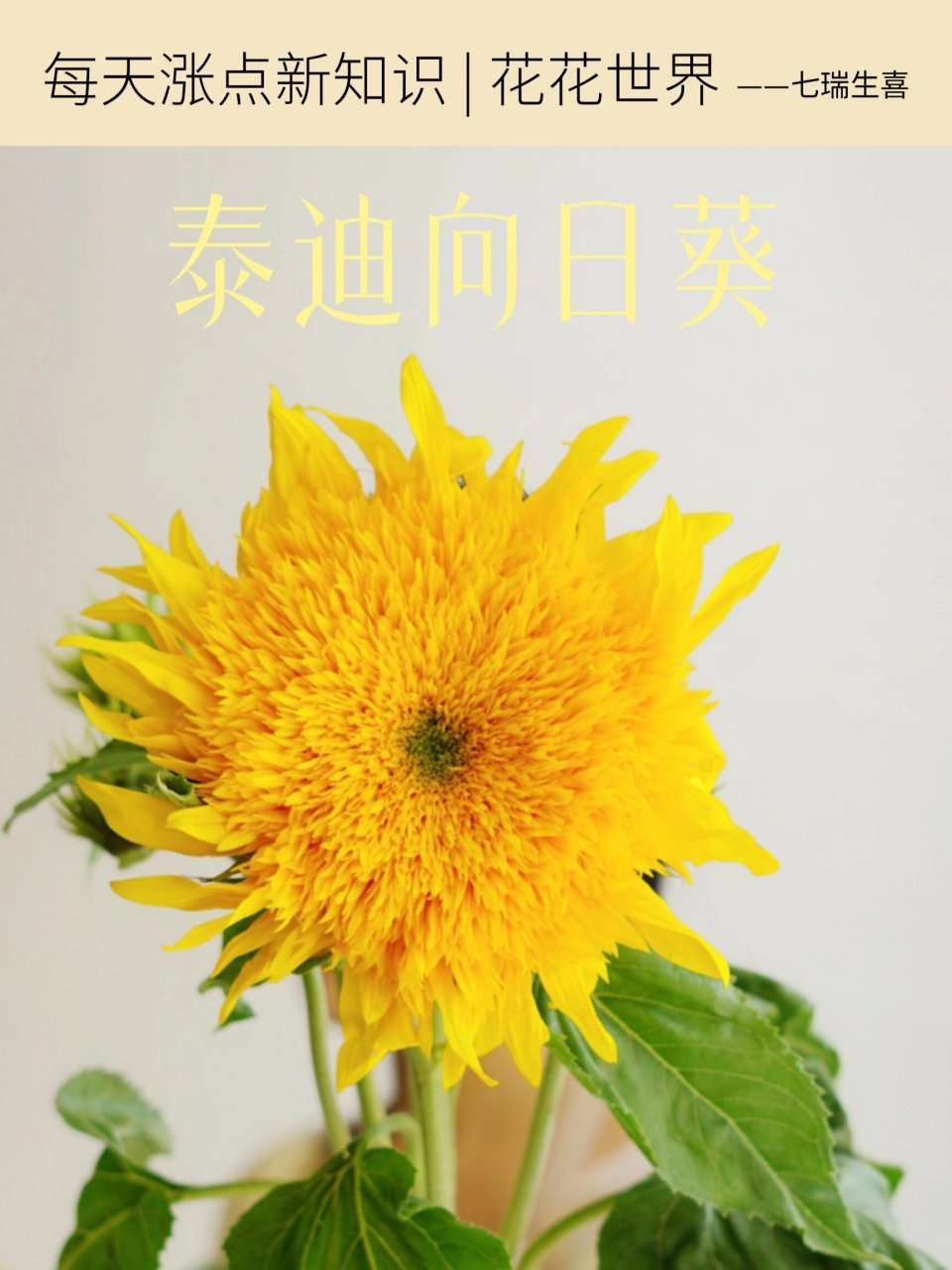 每天涨点新知识 | 泰迪向日葵 重瓣向日葵原产地南美,由荷兰引进我国.