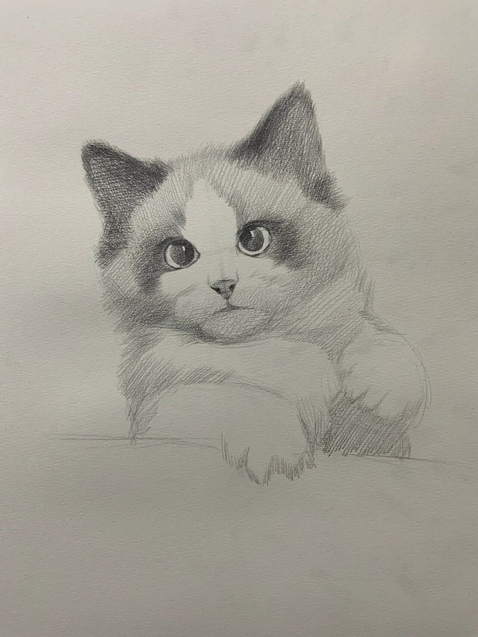素描动物 布偶猫咪 16615长线条概括大的形体动态 26615造型