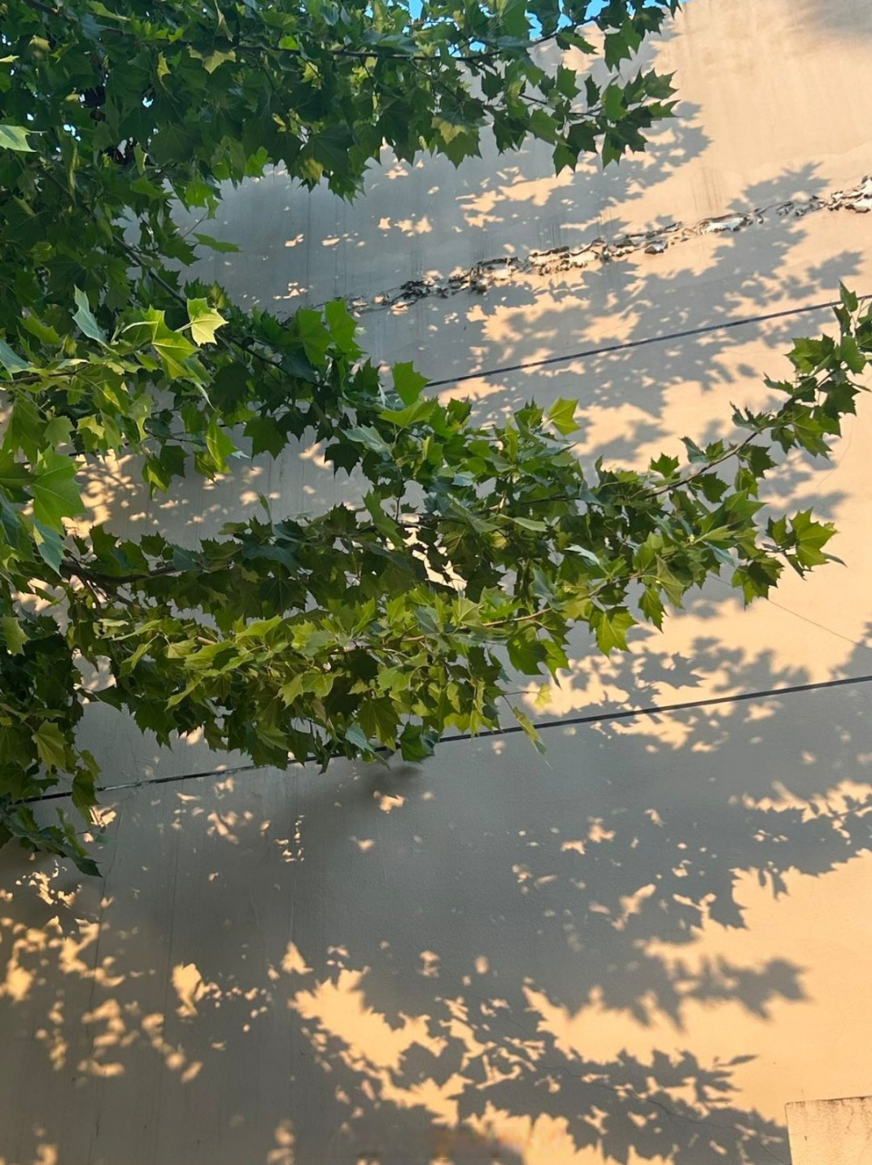 金华职业技术学院##阳光##金职随手拍# 阳光透过树叶的缝隙,好似点点