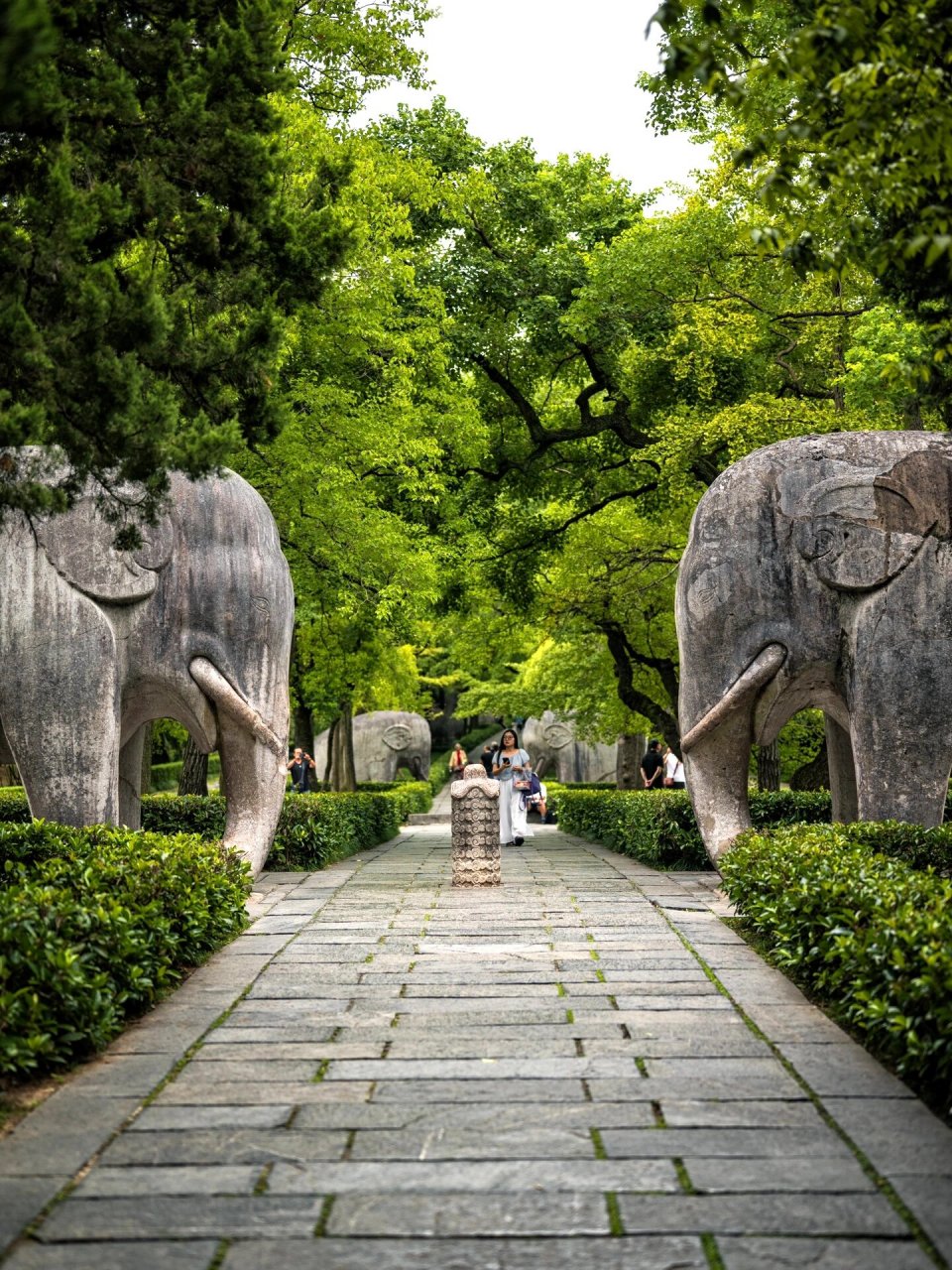 明孝陵 | 一定要在人少的时候来石象路神道 夏天没光的石像路都很美了