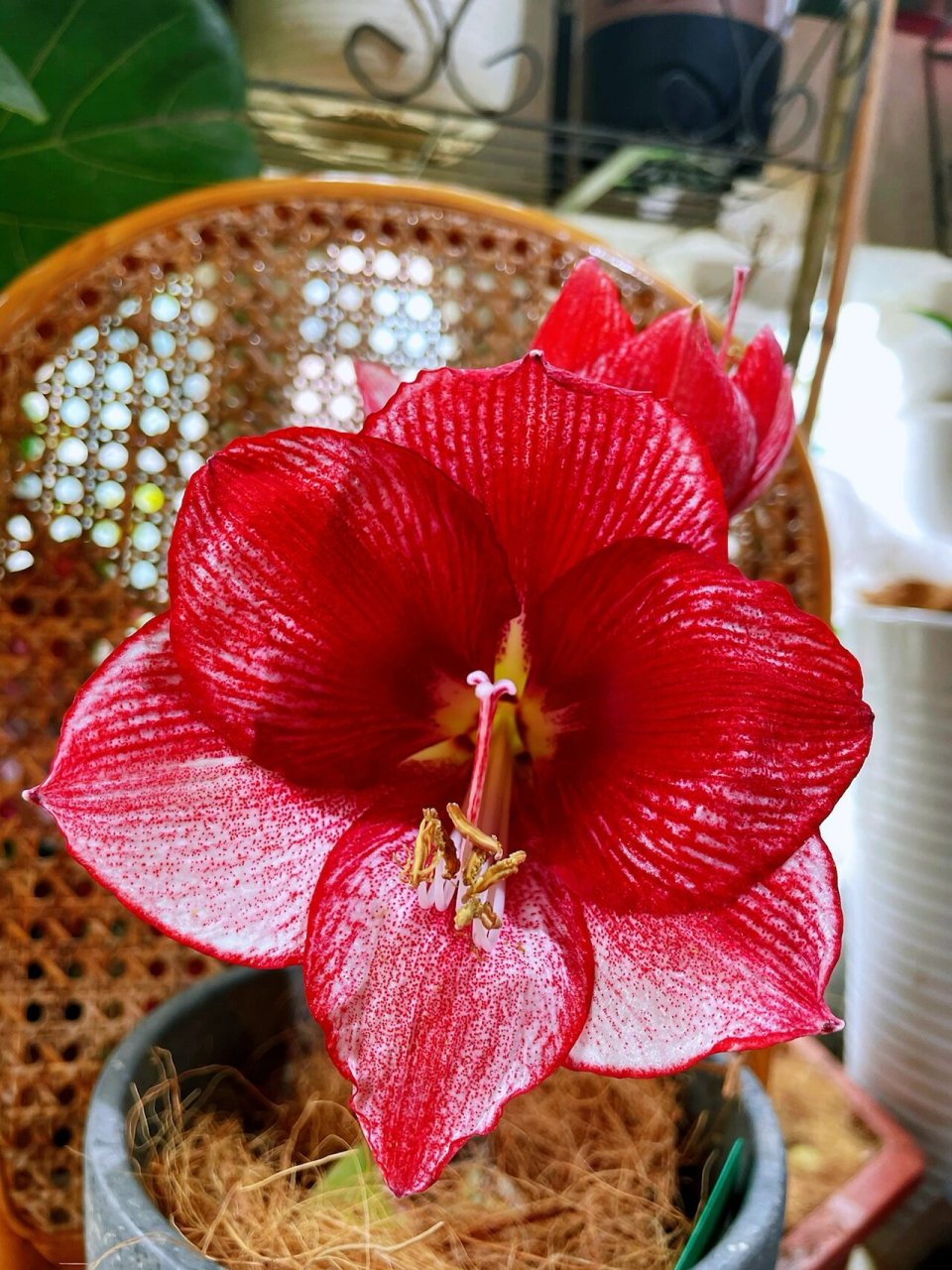 朱顶红开花记之展示大师 这个球是第一批在虹越买的,当时不太懂,看到