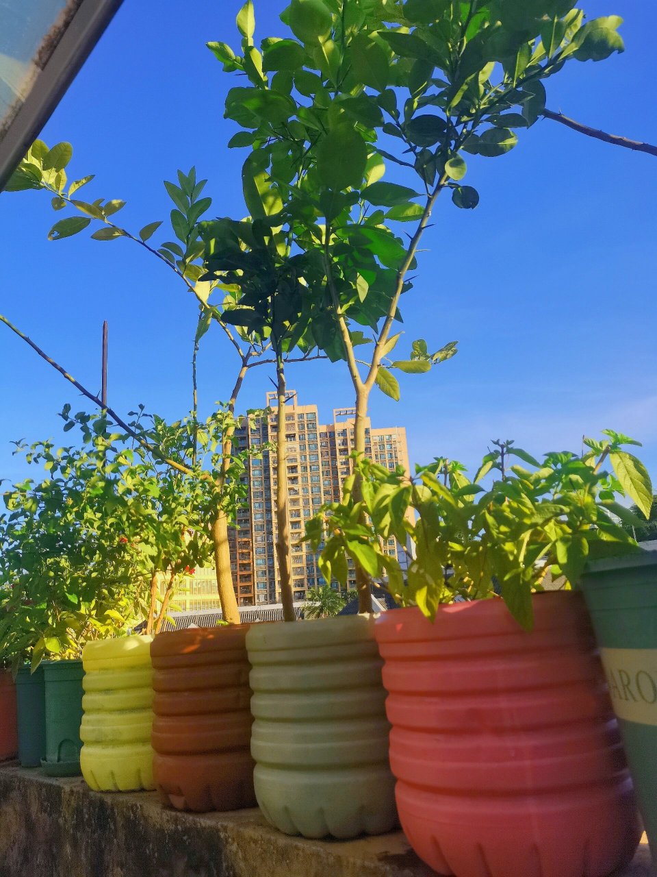 旧物改造 矿泉水桶变废为宝 diy 花盆 物尽其用|让你的生活来定义物品