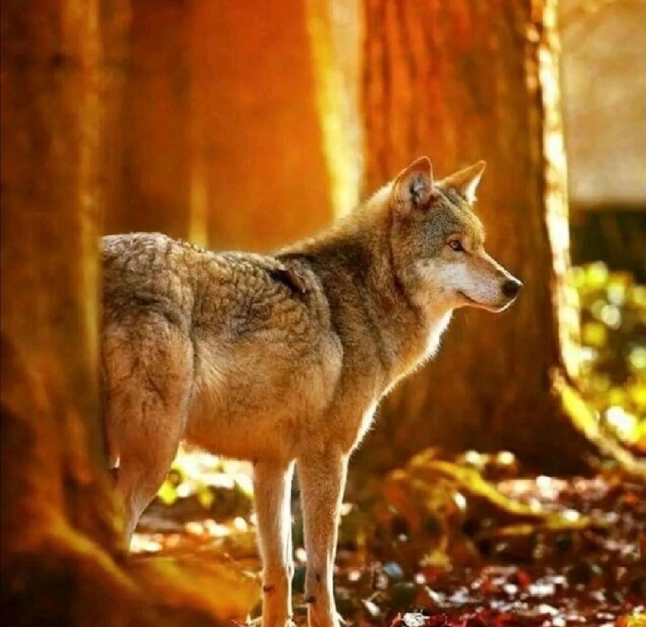狼科普 狼(学名:canis lupus):是食肉目,犬科的动物共有11个亚种