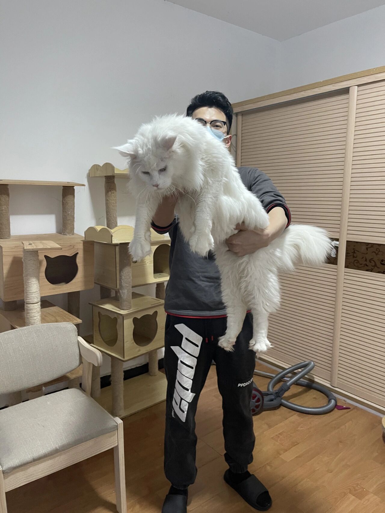 纯白缅因猫纯白色缅因猪猪宝贝