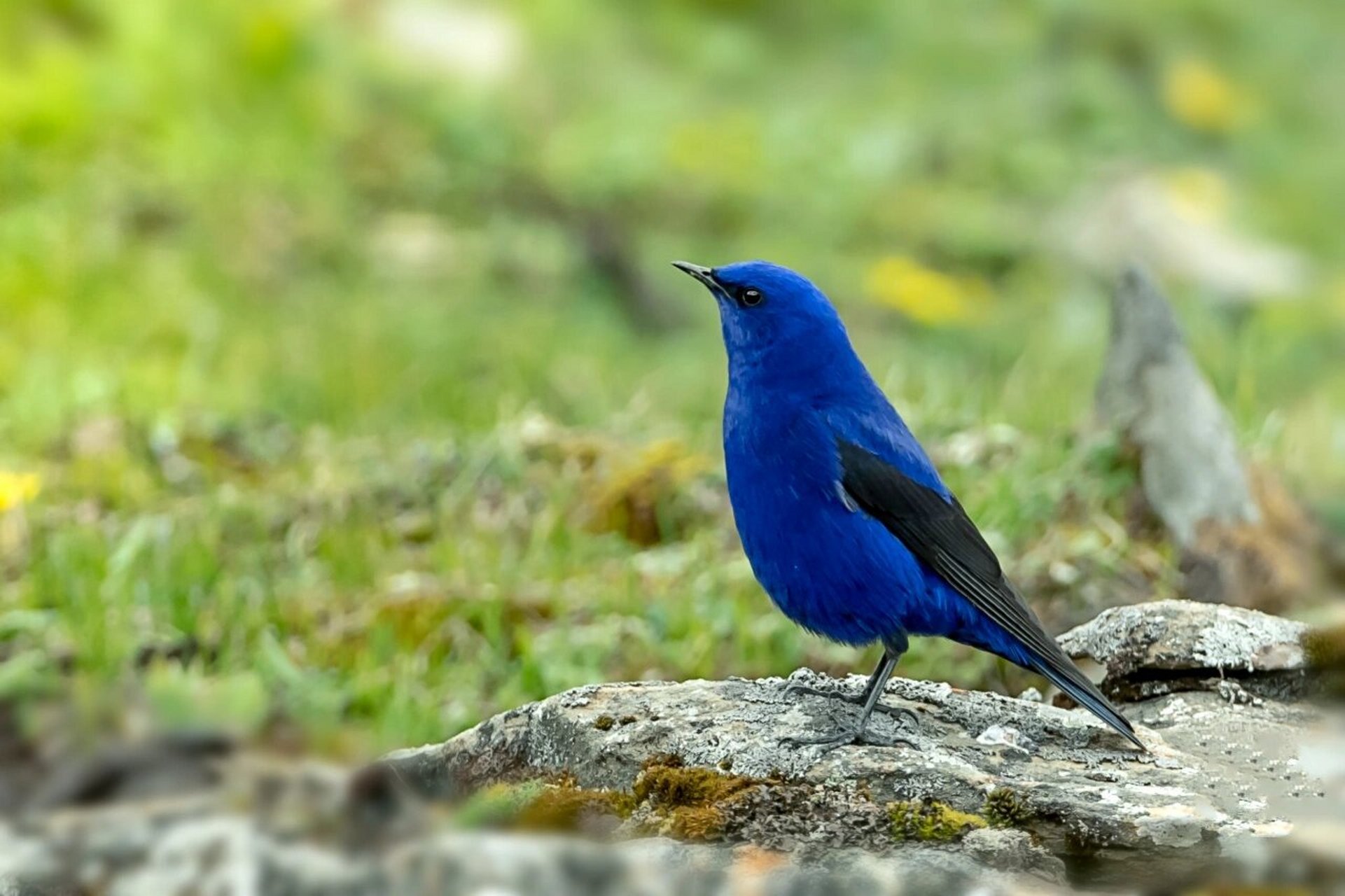 蓝大翅鸲 蓝大翅鸲在《中国鸟类野外手册》编号795(学名:grandala