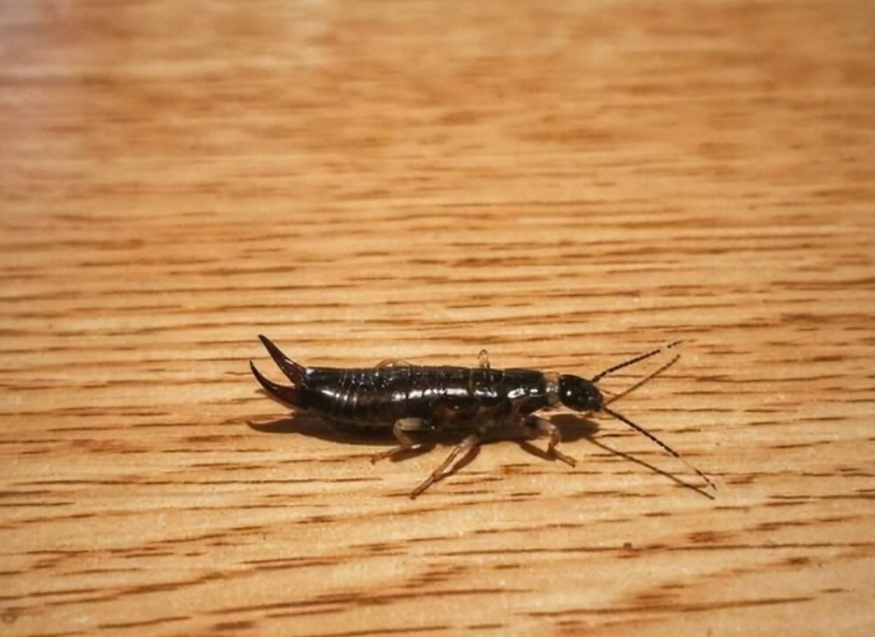 厕所夹板虫如何消灭 夹板虫这种虫子喜欢在潮湿地方活动,所以它们也会