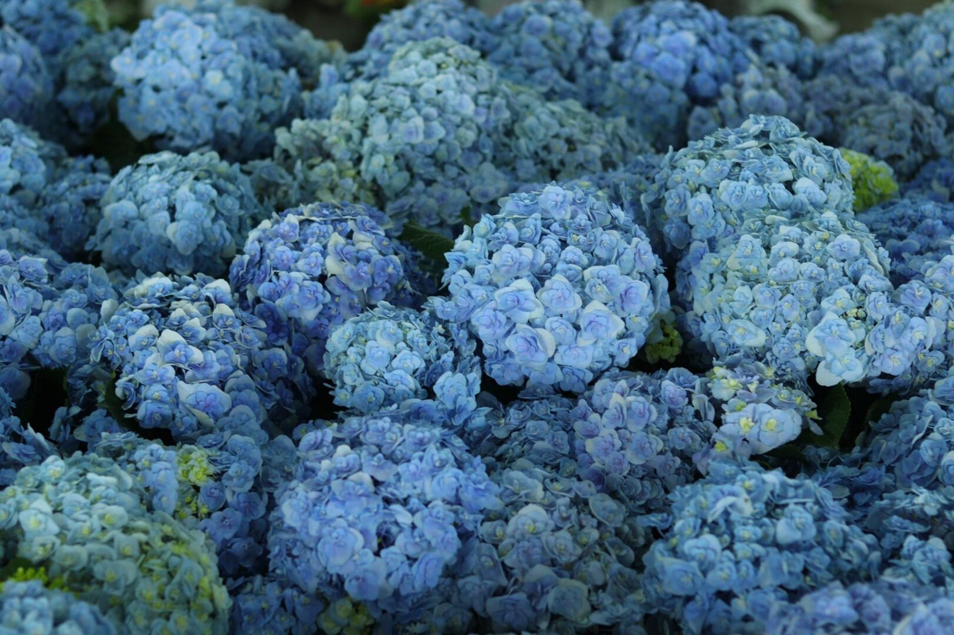 绣球品种推荐—花宝 花宝光听名字就很好听,这是日本进口的重瓣绣球花