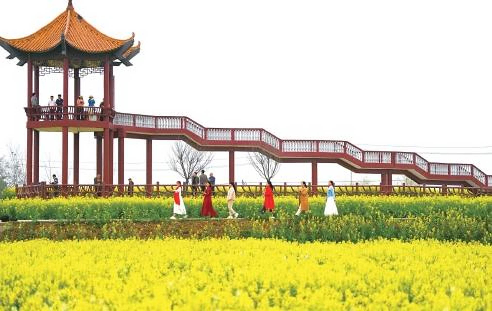 近年来,湖北省荆门市沙洋县围绕"一壶油"产业链,将发展油菜产业作为