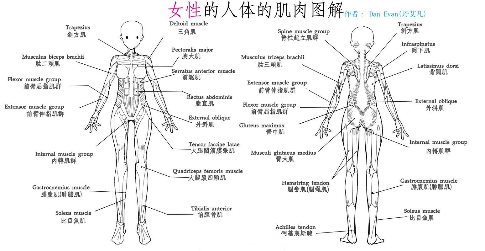 男性和女性人体的肌肉和图解简化绘法 画画结构你知道多少,快来和我一