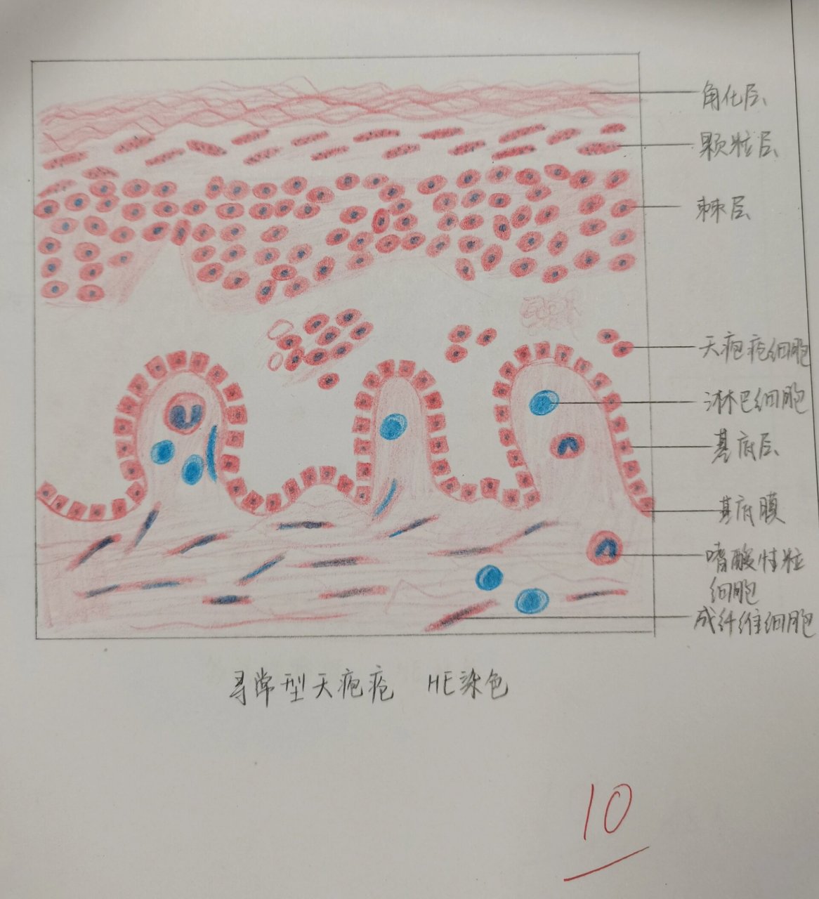 牙胚钟状期绘图图片