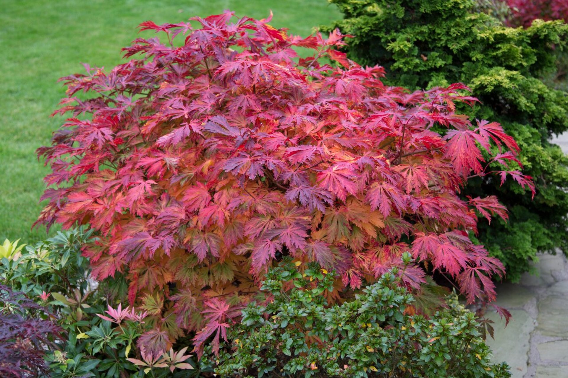 02#日本枫树#0202#园艺#0202#盛之轩#0202