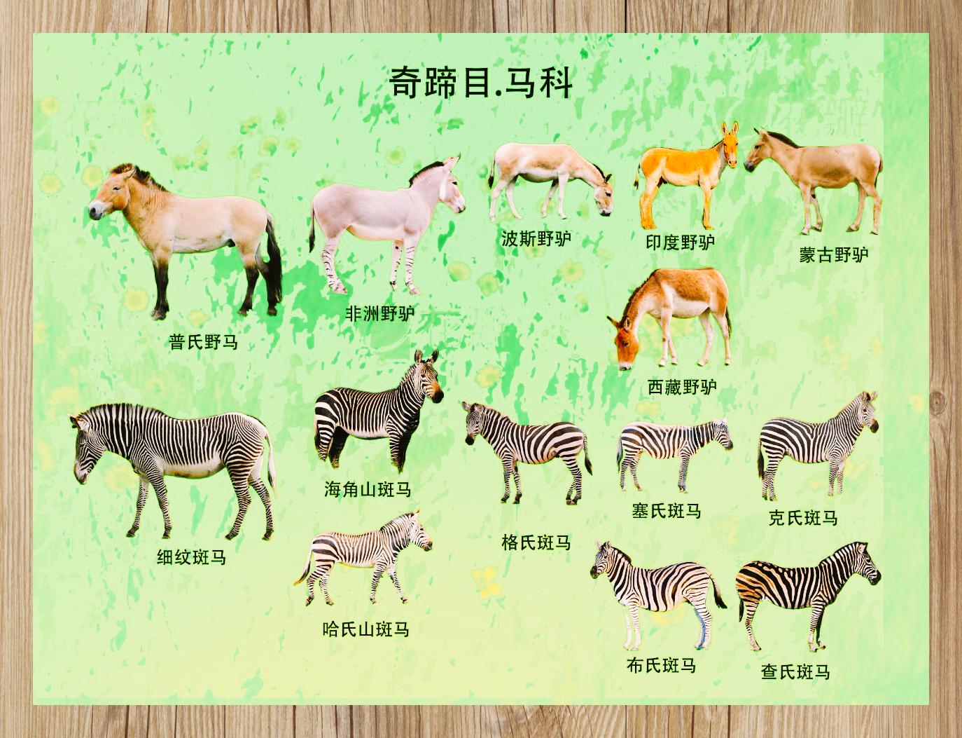 奇蹄目动物分类:perissodactyla简介