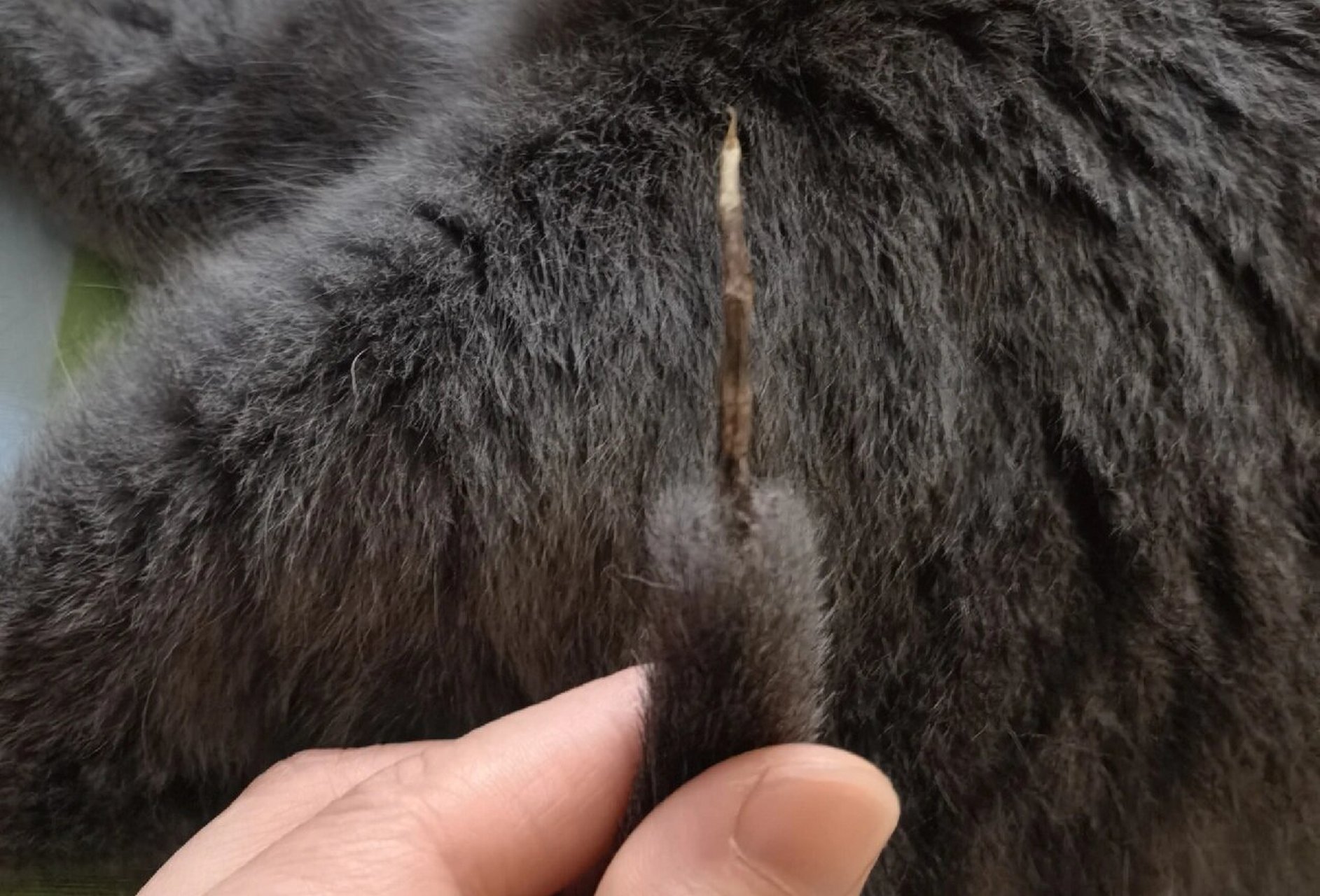 猫咪尾巴断后半个月