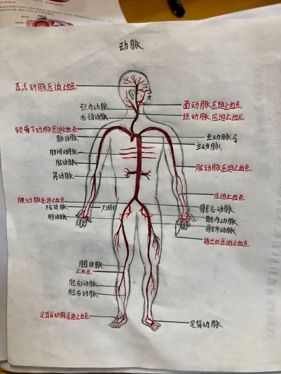 主动脉走行图图片