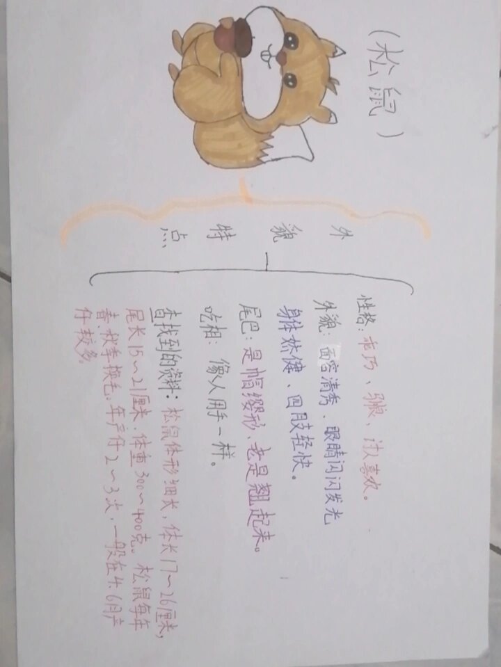 五年级上册语文书17课松鼠,思维导图