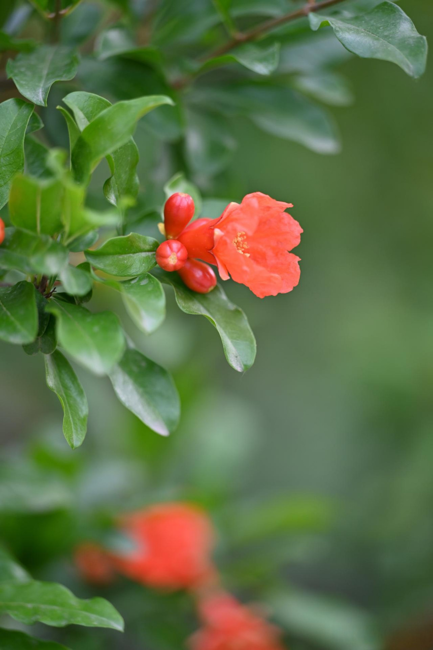 西安的市花图片