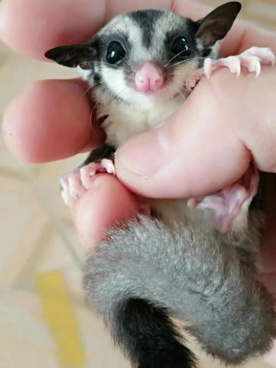 蜜袋鼯的科普及饲养方法 蜜袋鼯是袋鼯科,袋鼯属哺乳动物.