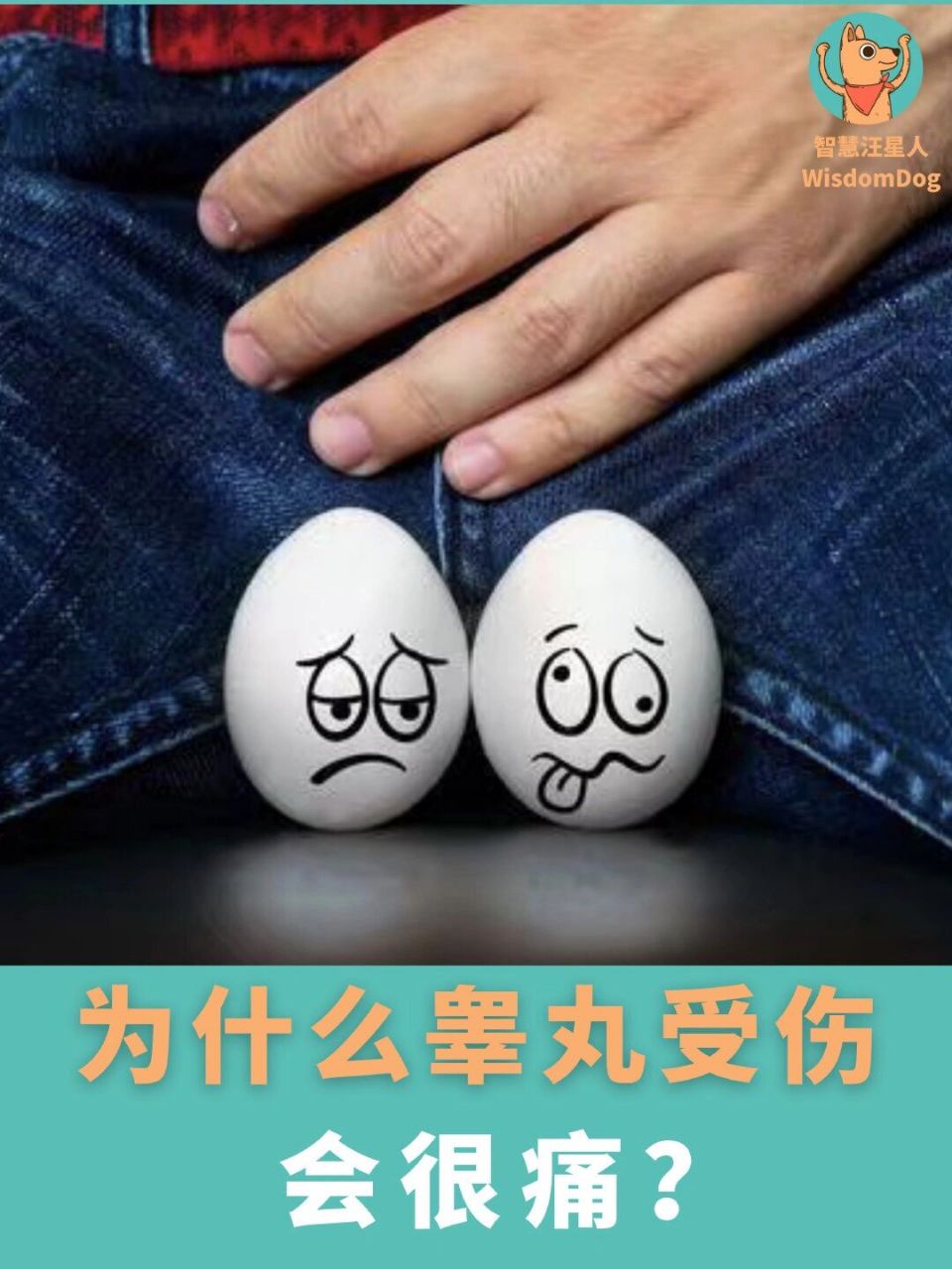 睾丸位于 ,是男性 ,主要是用作分泌雄性激素和产生精子,总体