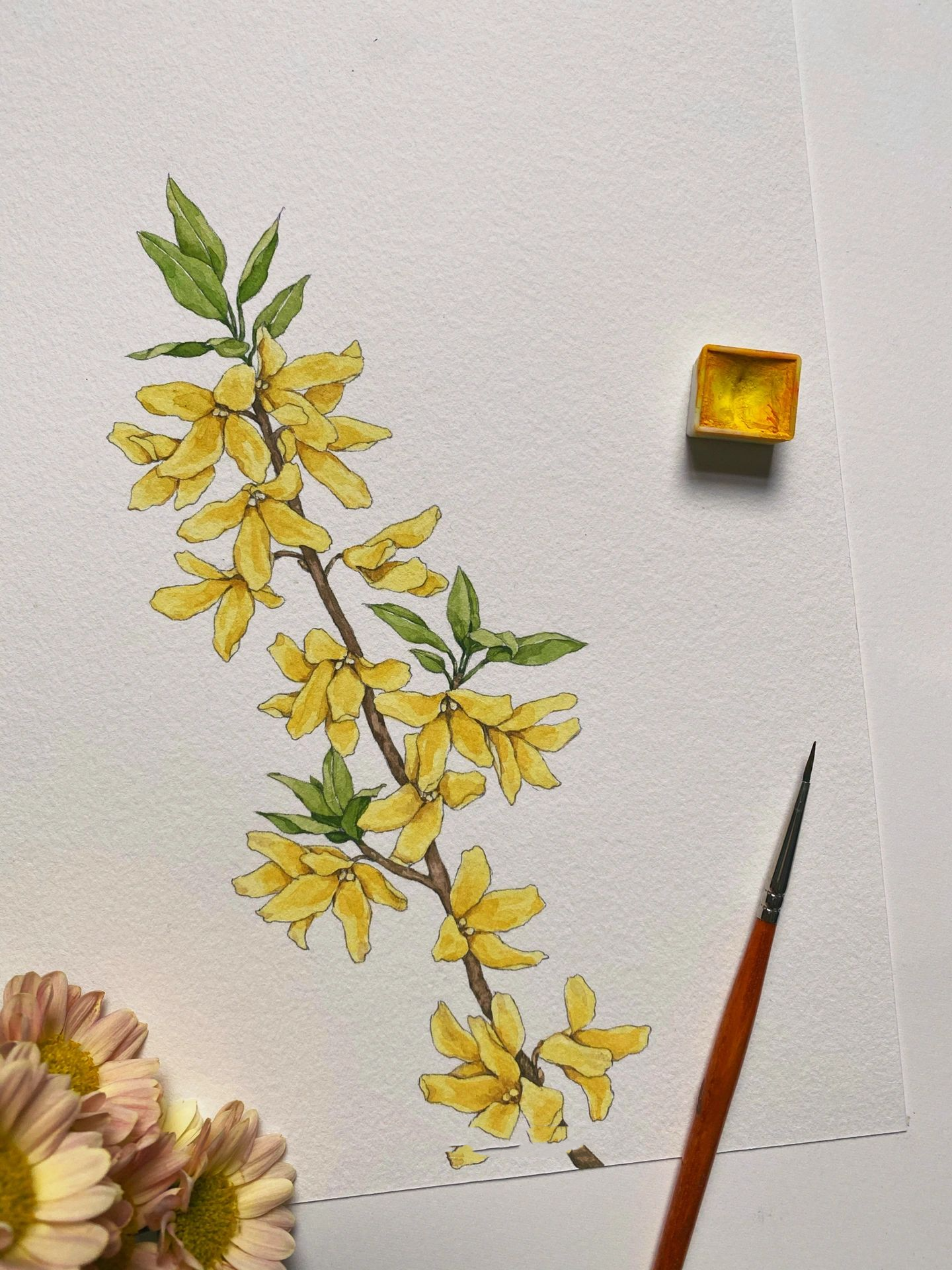 以为是迎春花 还好查了下——连翘 🌸 距离上次发笔记已经有段时间