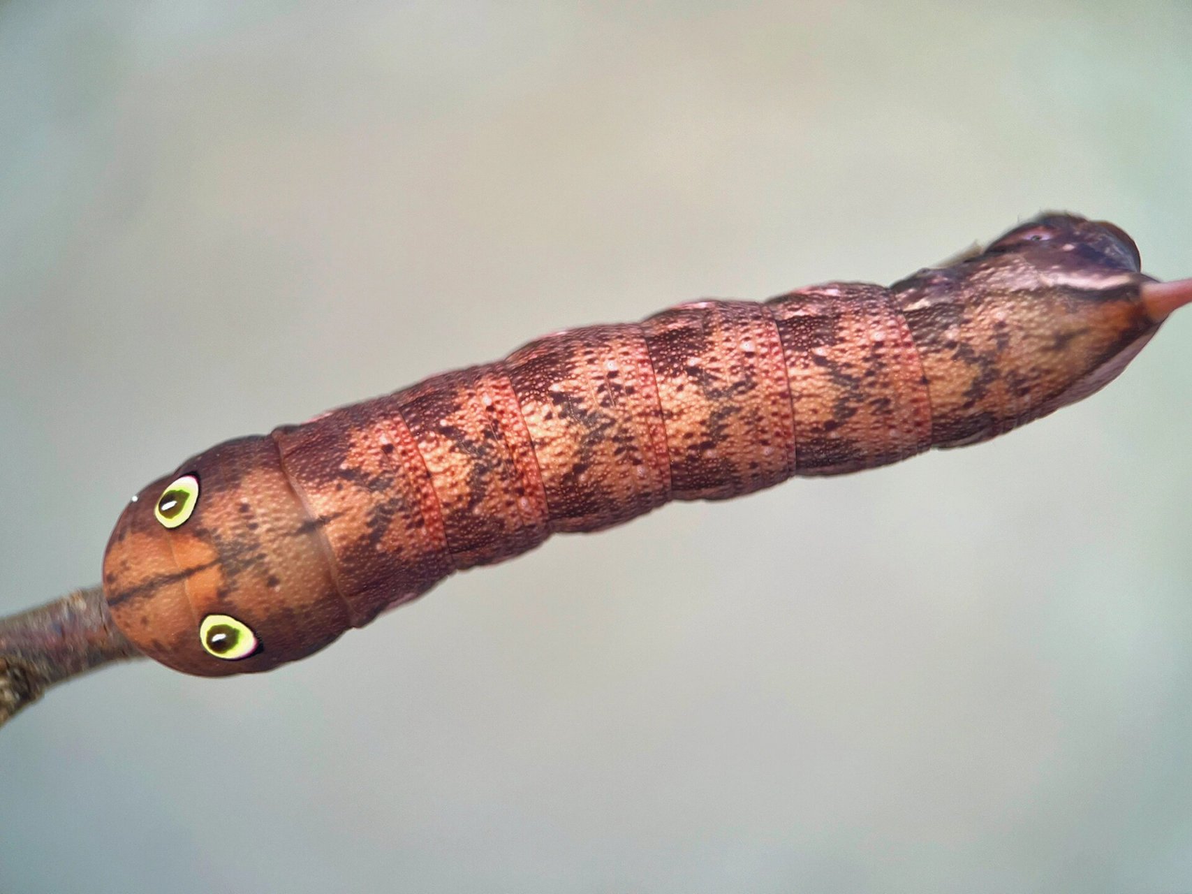 自然昆虫小知识:斜纹天蛾 斜纹天蛾