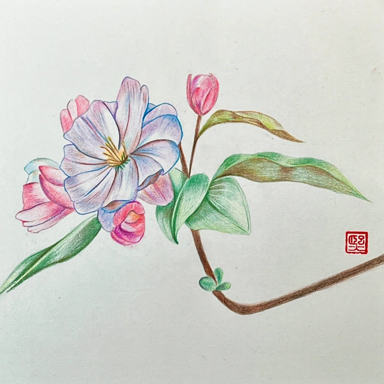 彩铅画 花卉合集