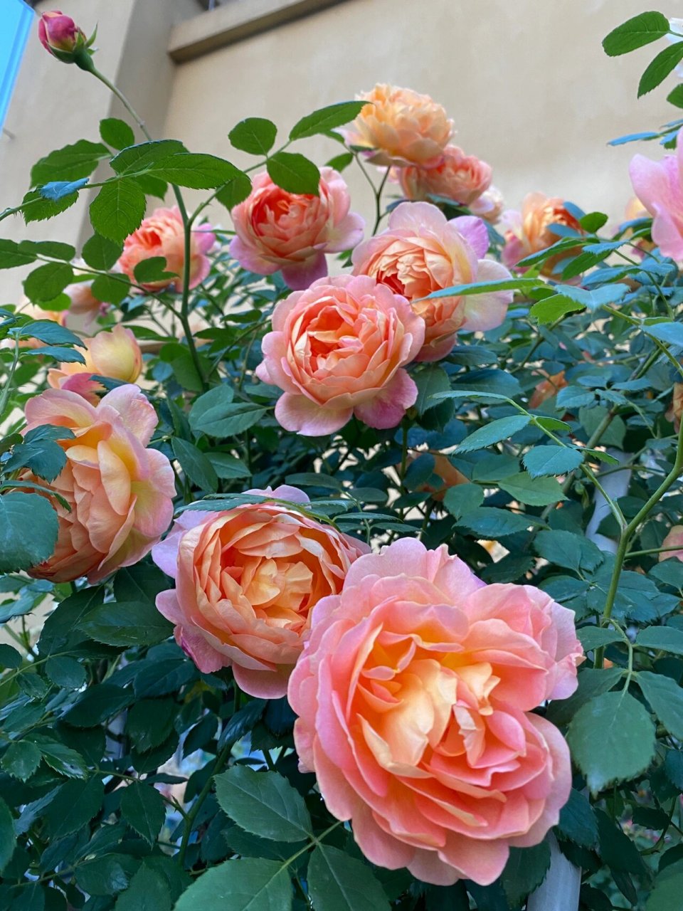 藤本月季第2集～夏洛特夫人 别名:夏洛特女郎 花型:重瓣,大花,花径8cm