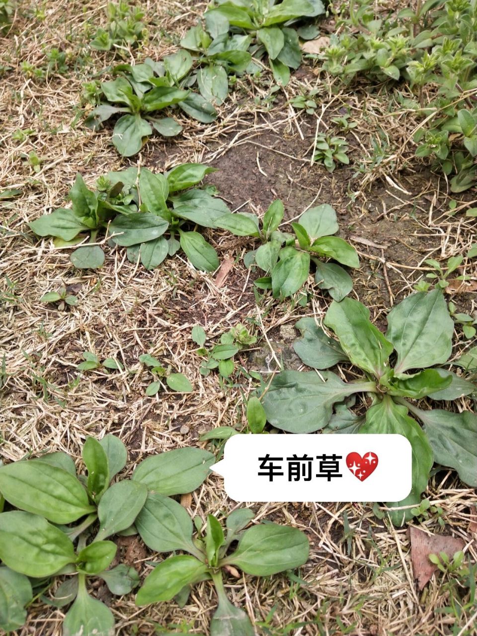 猪耳朵草 前段时间妈妈嘴干舌燥,满地的去找这个玩意儿,才知道这是一