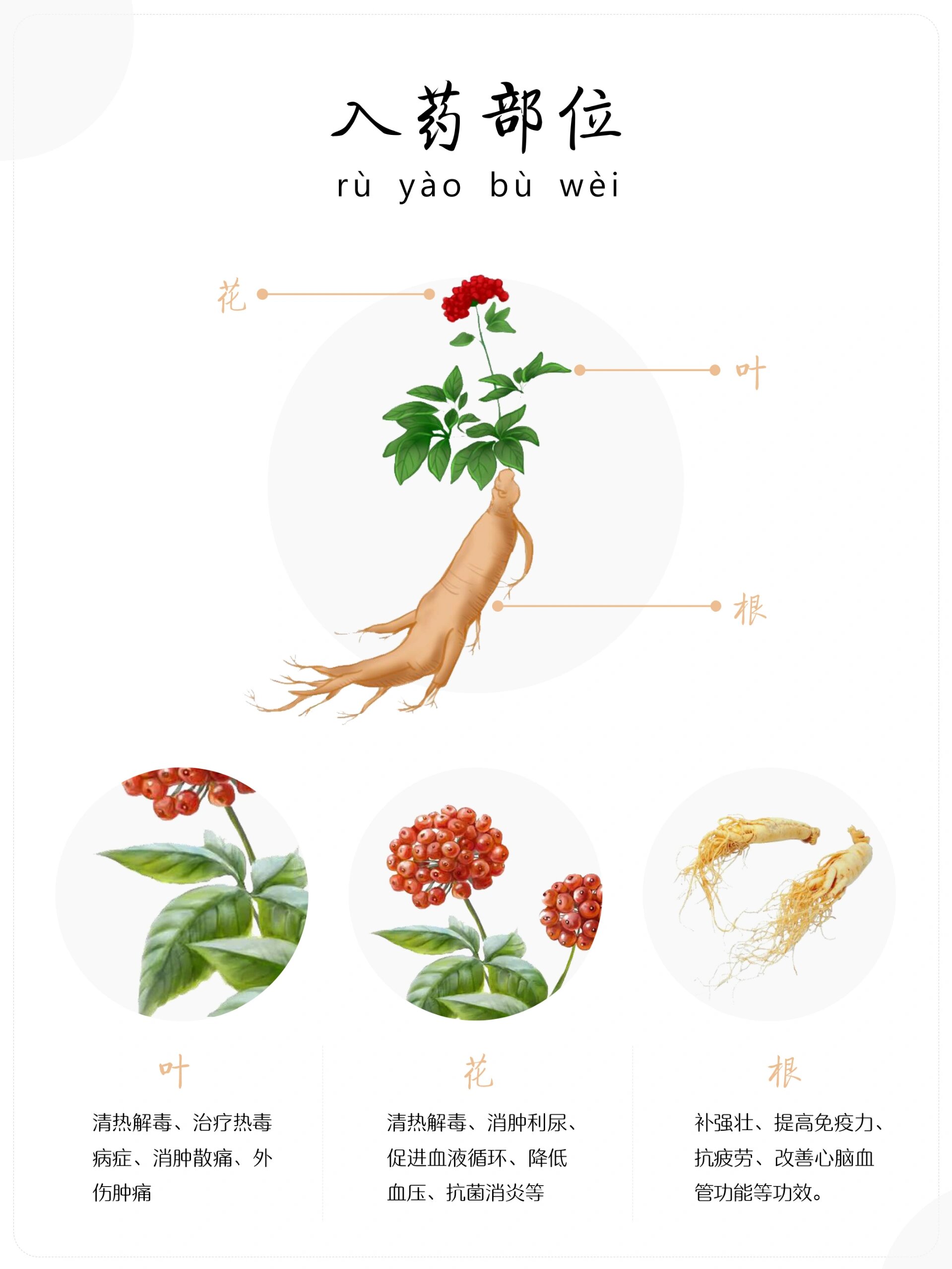 每天认识一味中草药-人参