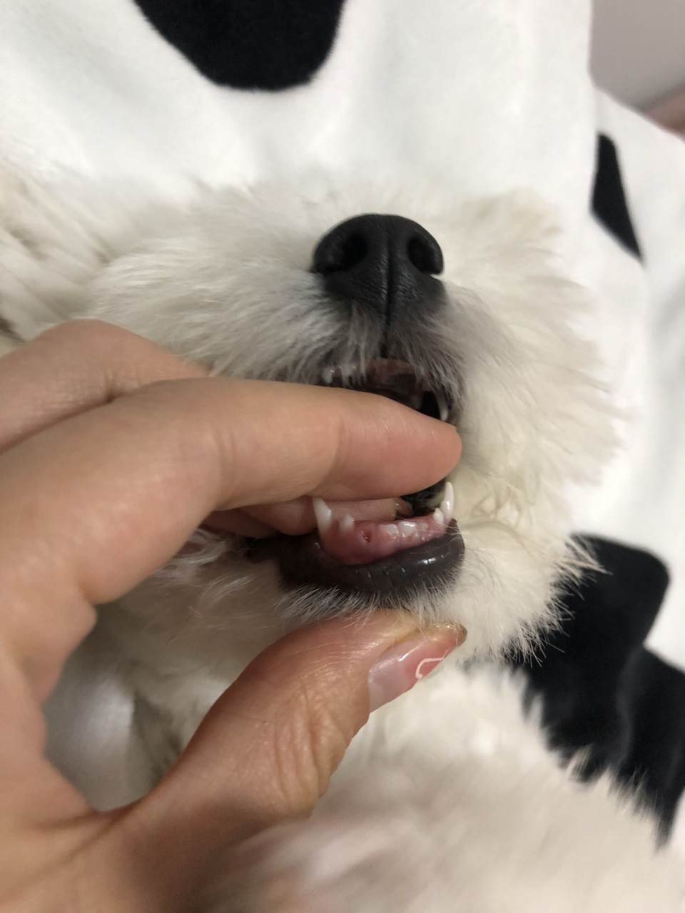 四个多月的比熊宝宝掉牙了 家人们,晚上修勾咬东西可能不小心把小狗牙