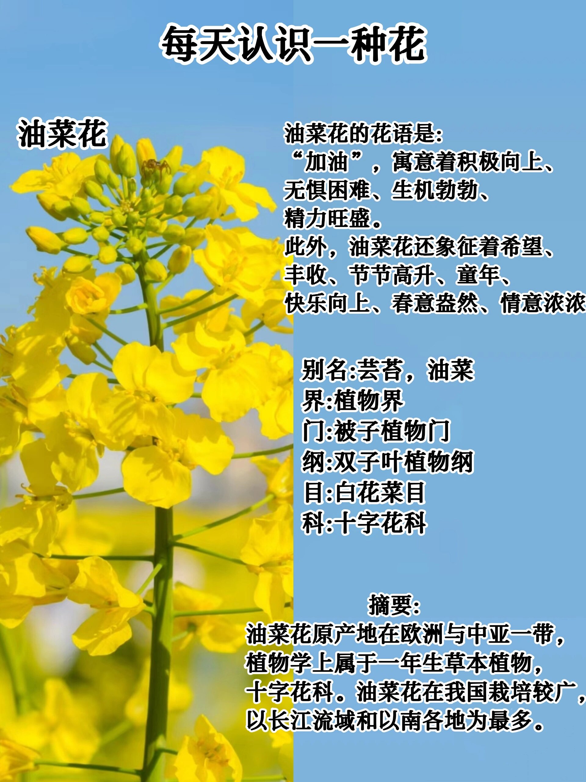 每天认识一种花-油菜花94