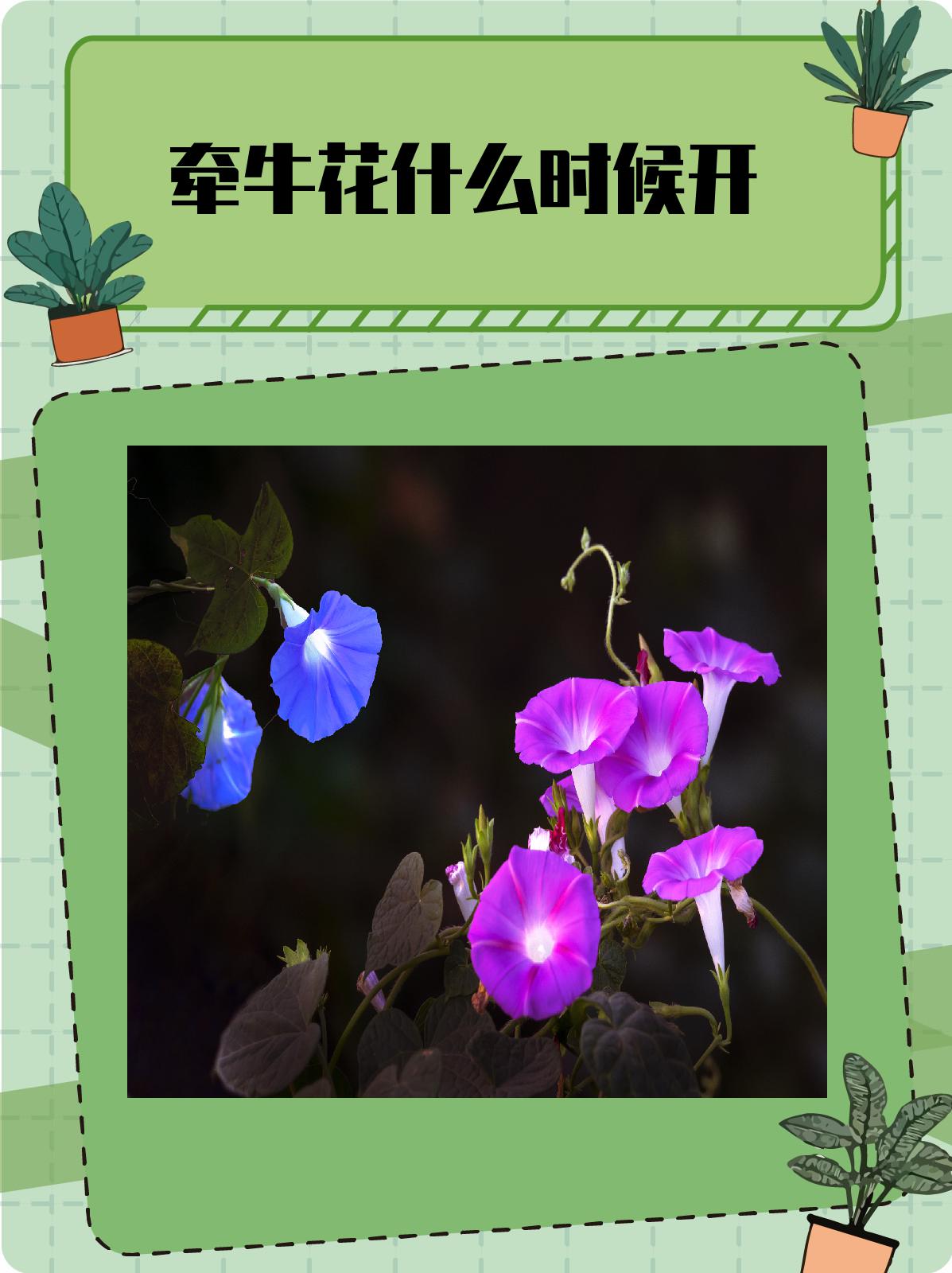 1,春日播种,大约在3月至4月之间,就是牵牛花播种的最佳时期