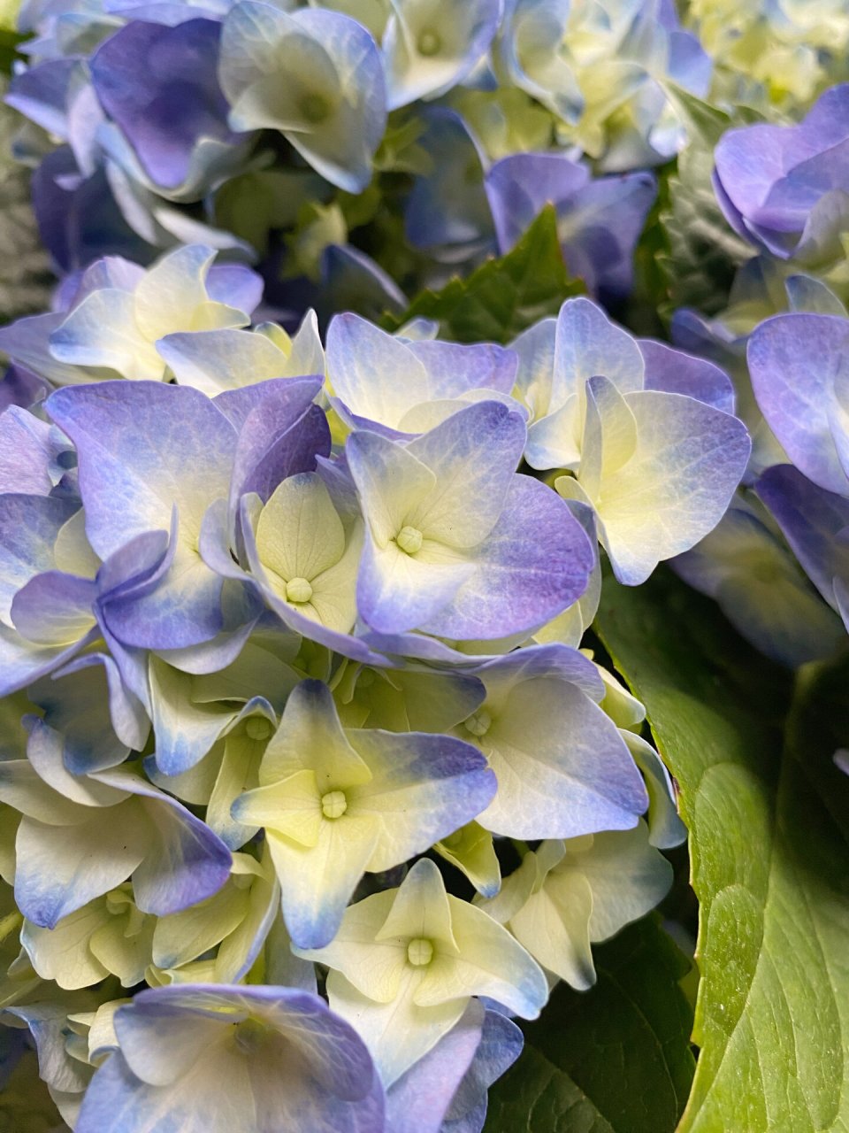 它的名字叫夕颜 重庆这几天又开启过冬模式 本地的绣球都是光秃秃的刚